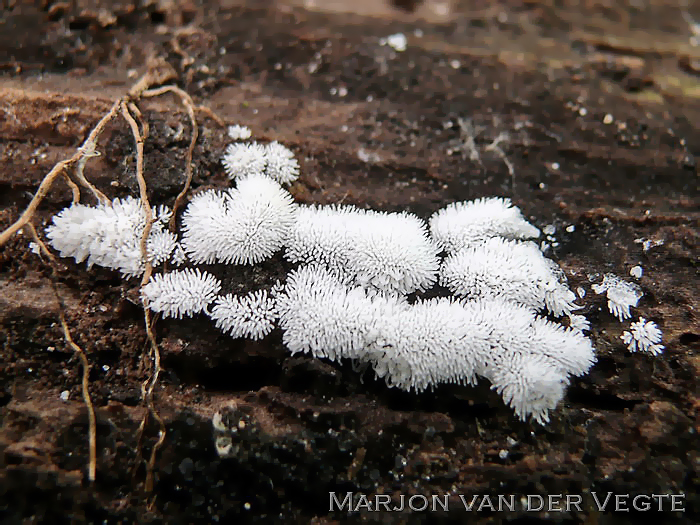 IJsvingertje - Ceratiomyxa fruticulosa